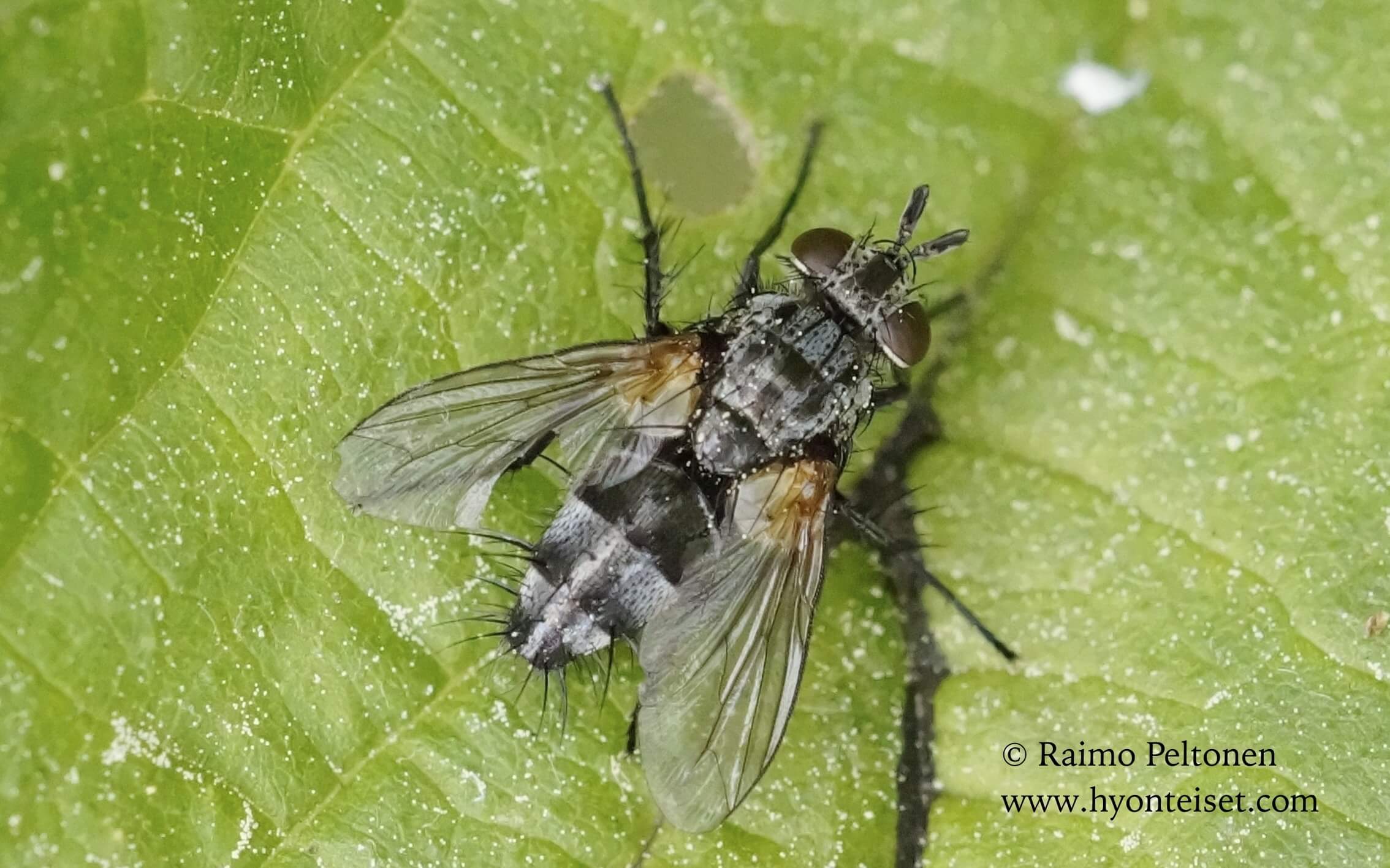 Phorinia aurifrons (det. Theo Zeegers), 5.6.2016 Jyväskylä