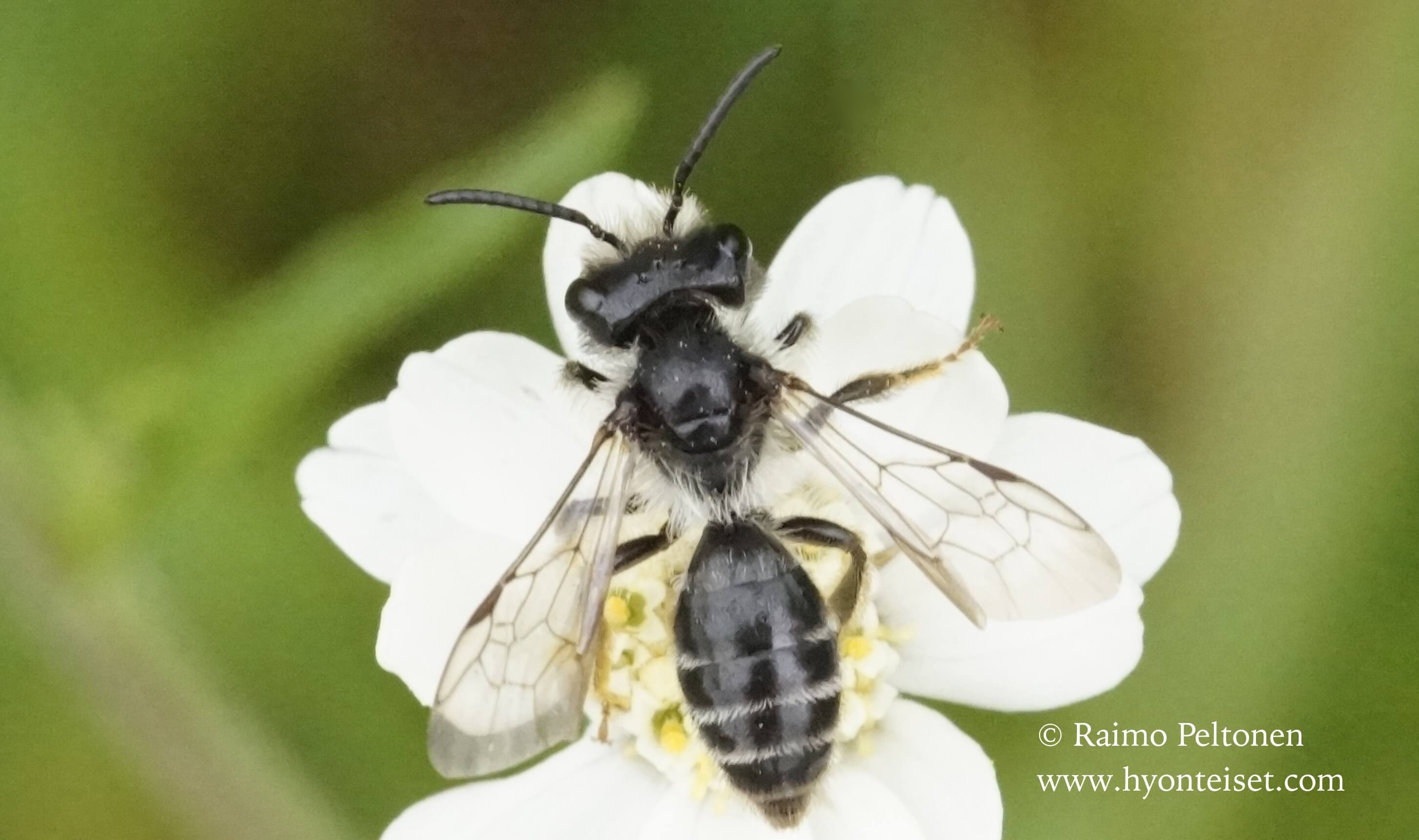 Andrena denticulata-syysmaamehiläinen, koiras (det. Juho Paukkunen),23.7.2016 Jyväskylä