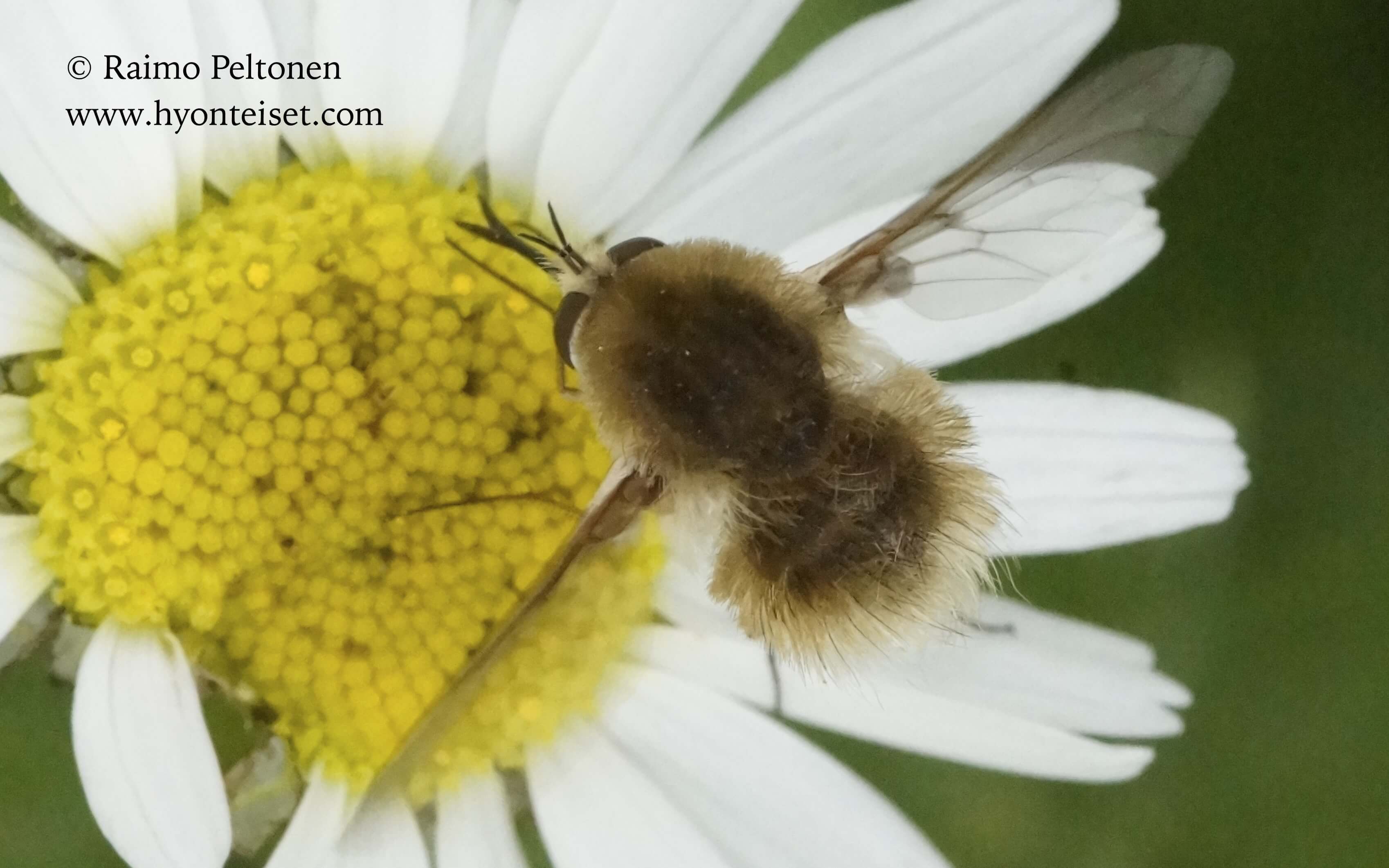 Bombylius minor, 1.7.2016 Jyväskylä