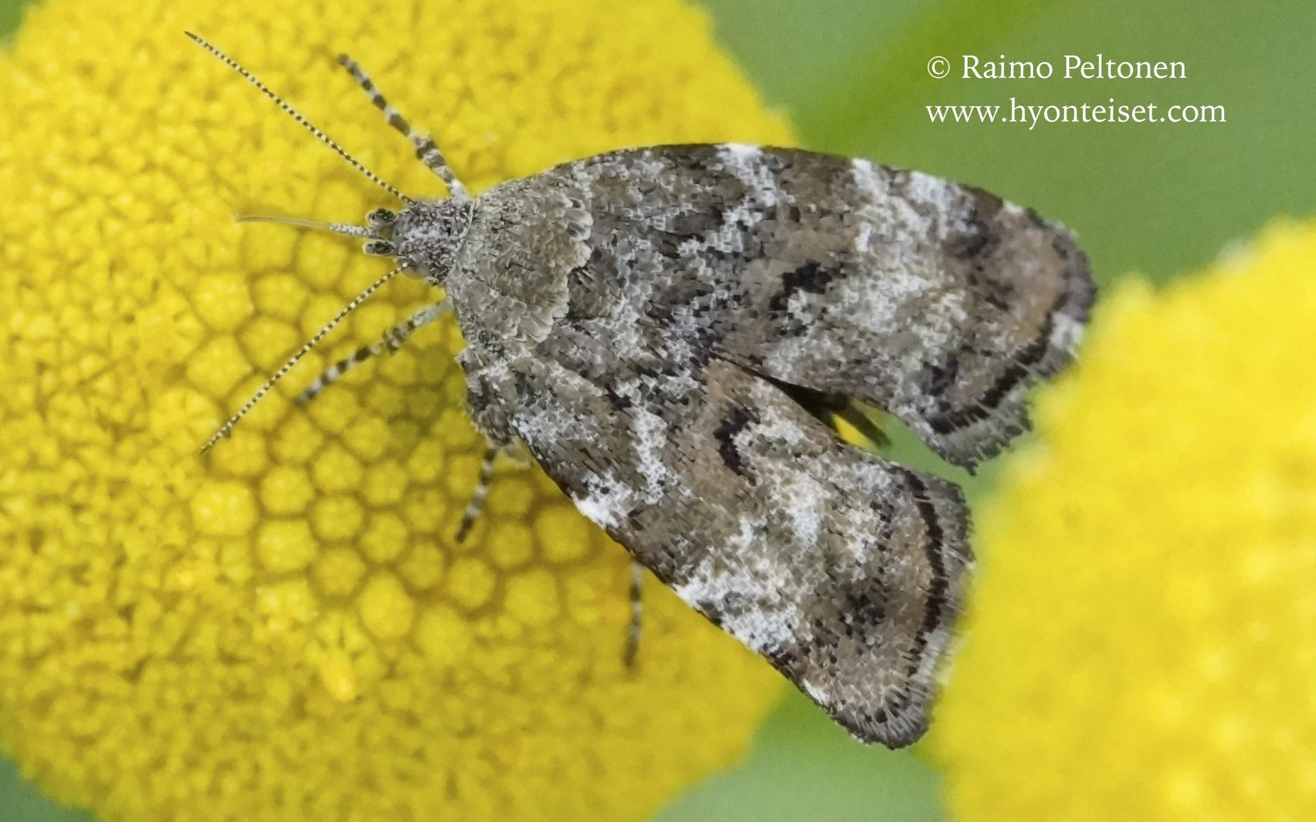 Choreutis diana-sinetuikekoi, 28.7.2016 Jyväskylä