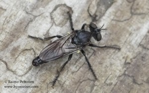 Cyrtopogon lateralis 1