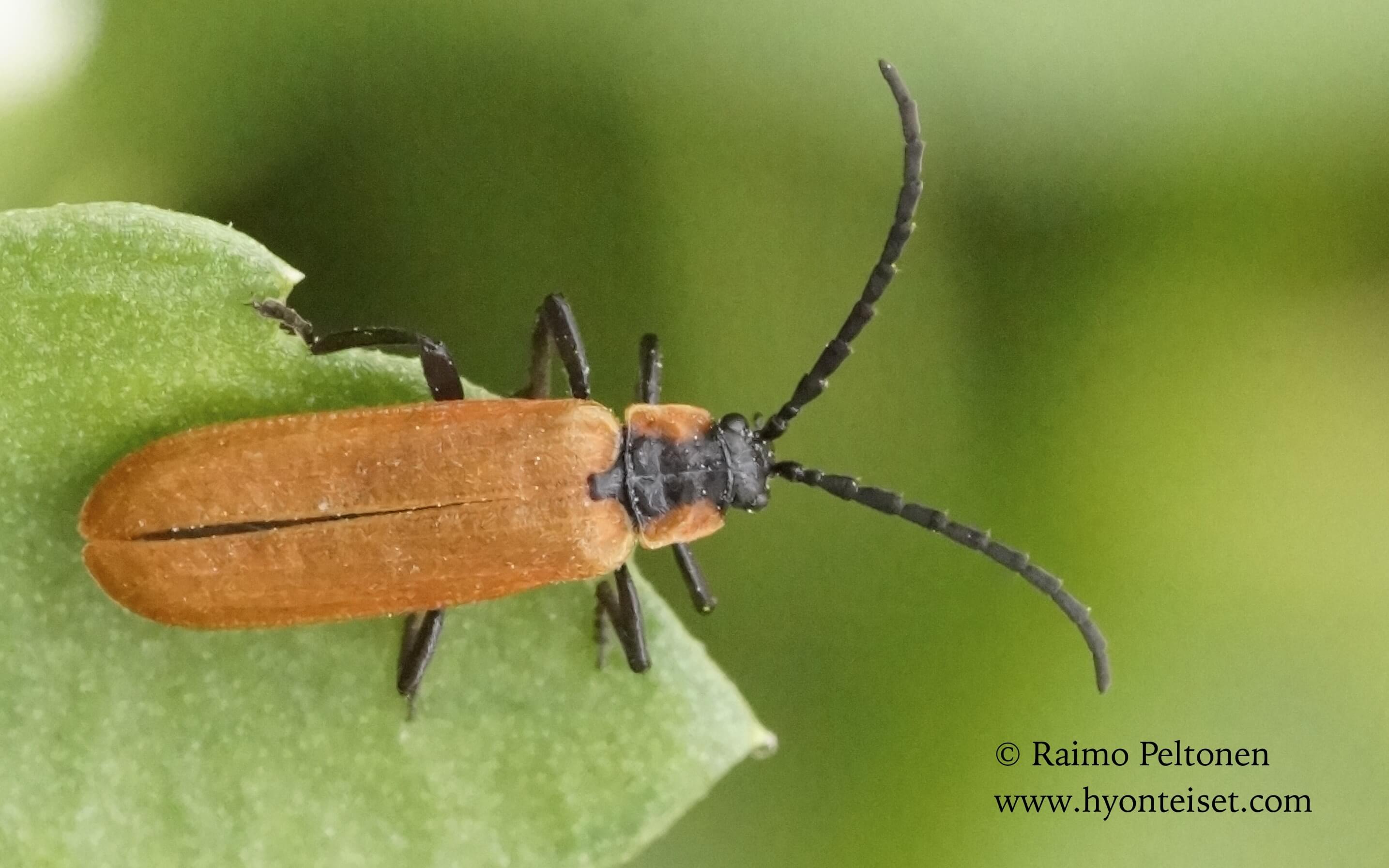 Lygistropterus sanguineus-rusokuoriainen (det. Juhani Vesanen), 11.7.2016 Jyväskylä