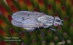 Anthomyia confusanea 1