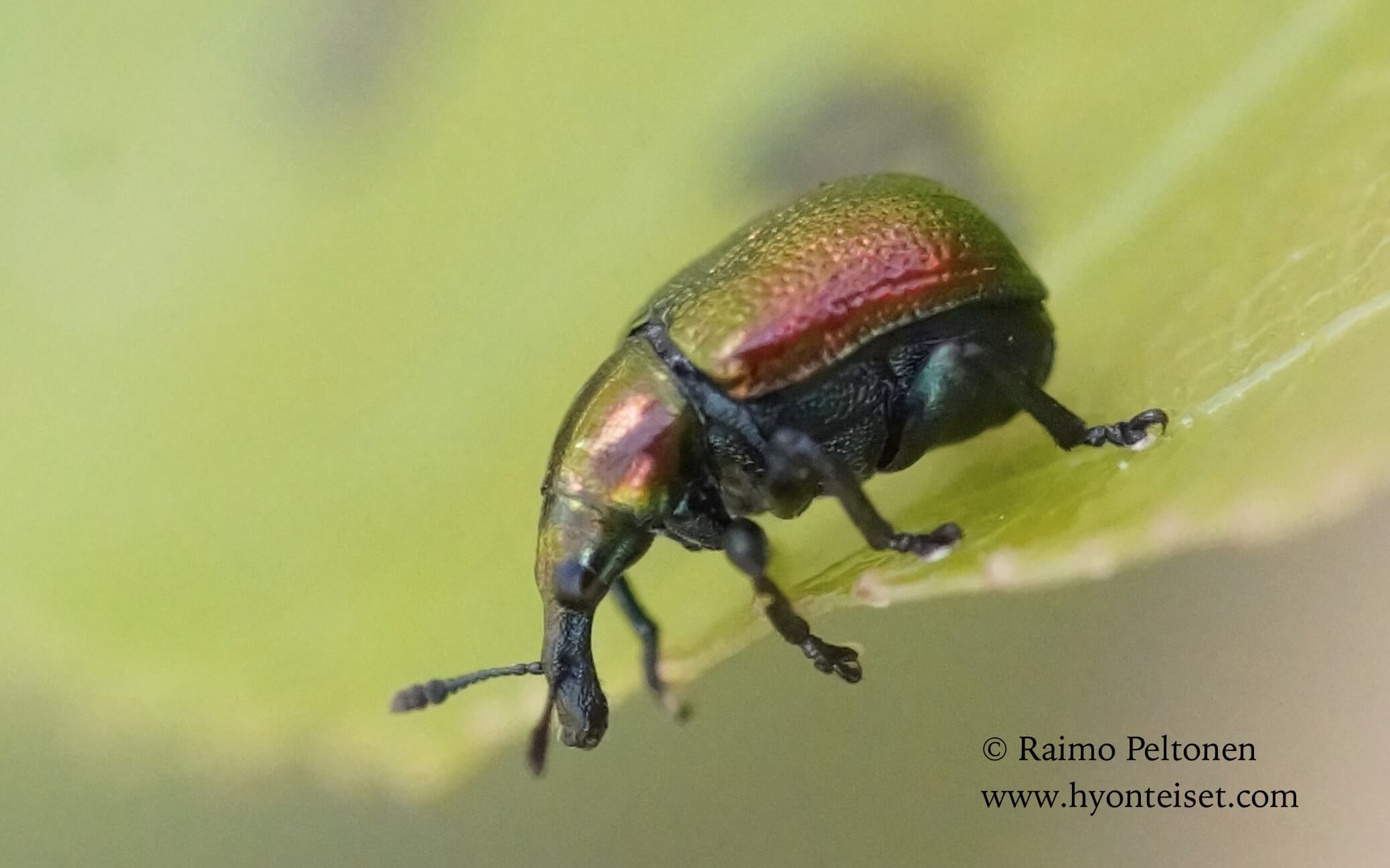 Byctiscus populi-haavankäärökärsäkäs, 1.8.2016 Muurame
