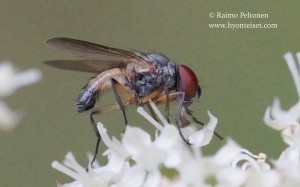 Fannia posticata 2