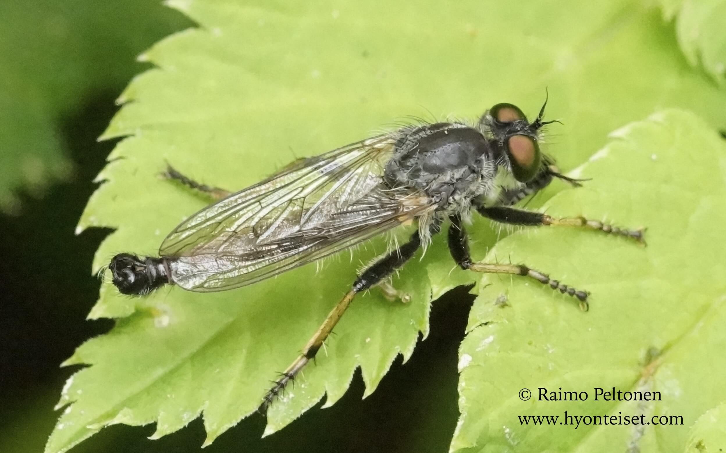 Neiotamus cothurnatus (det. Reinoud van den Broek), 9.8.2016 Jyväskylä