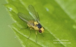 Phytoliriomyza melampyga 2