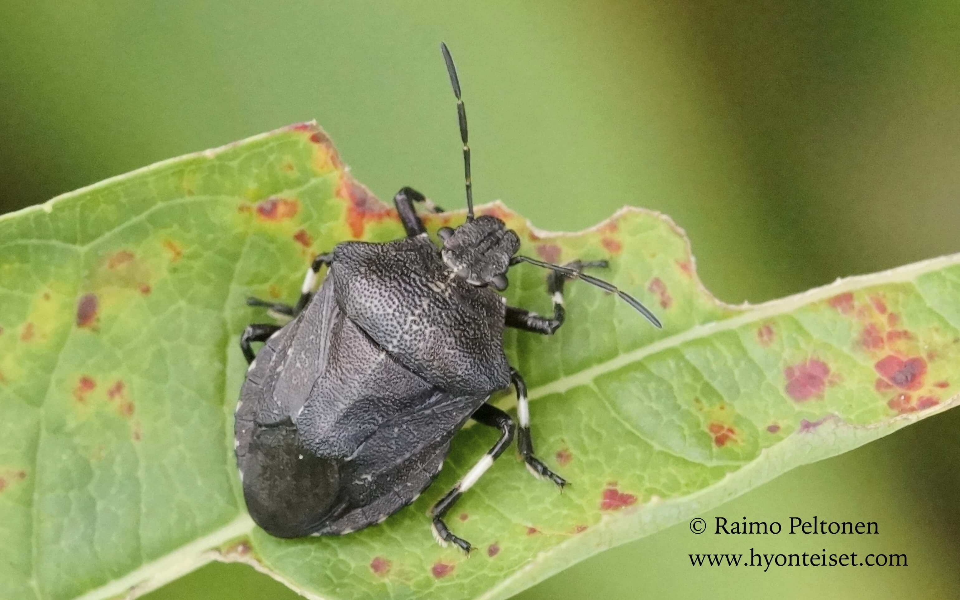 Rhacognathus punctatus-jurmulude, 21.8.2016 Jyväskylä