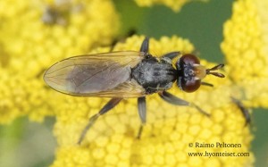 Thecophora cf. distincta 1