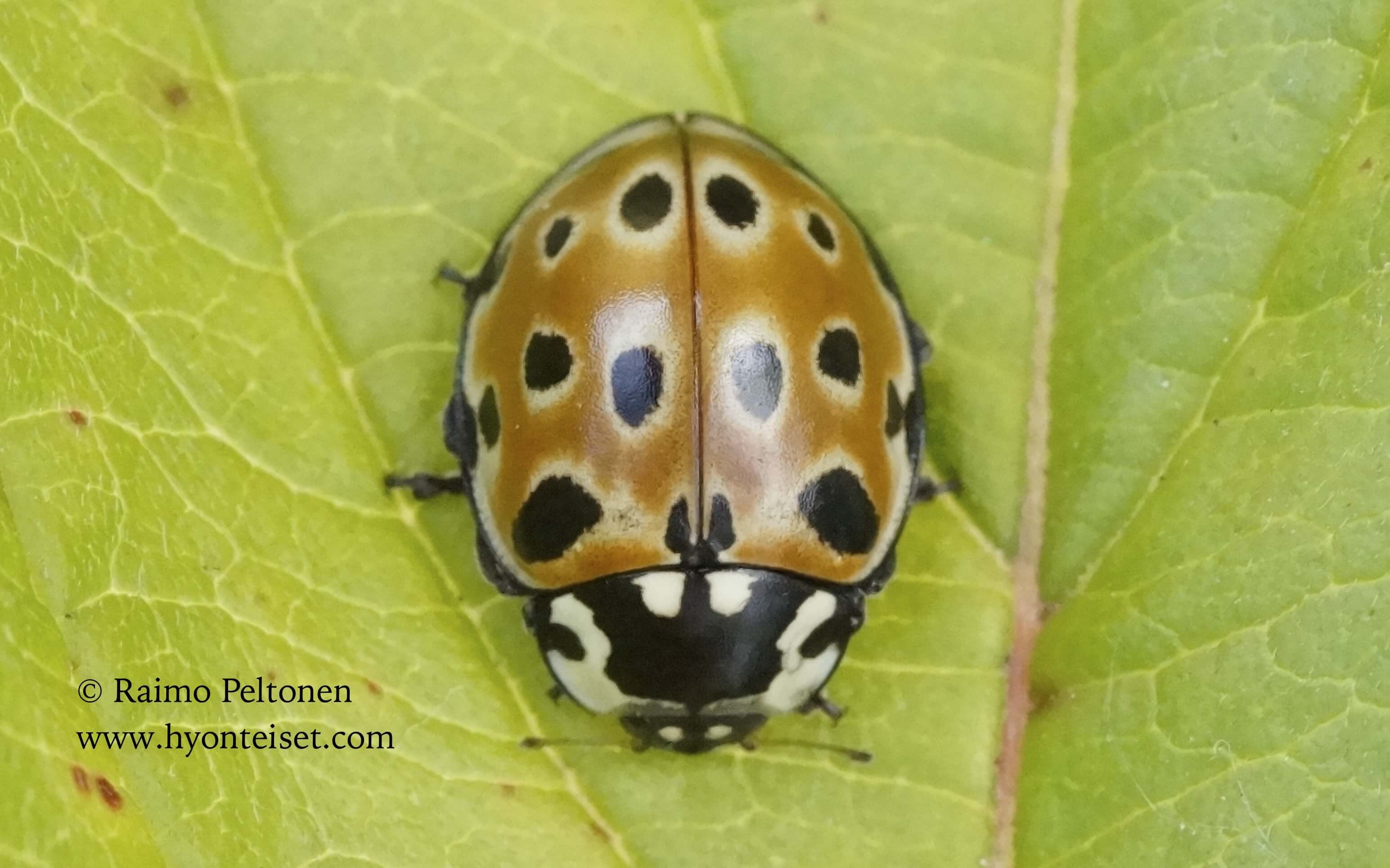 Anatis ocellata - silmätäplä- l. isopirkko, 18.9.2016 Jyväskylä
