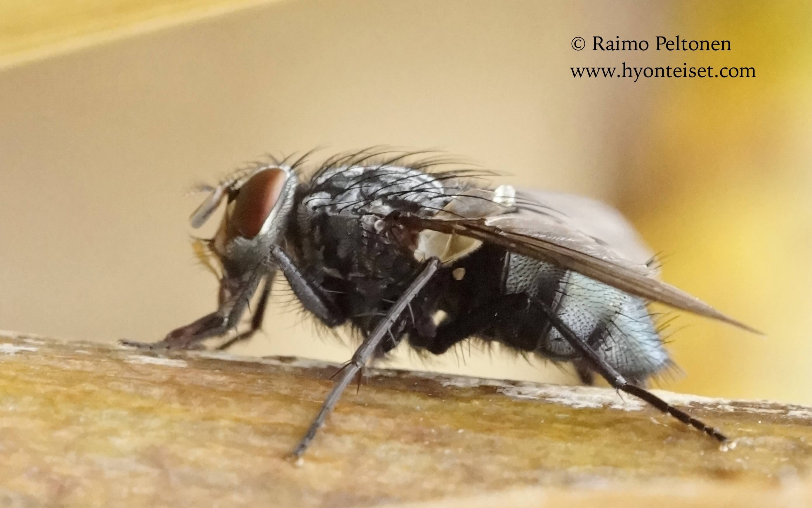 Calliphora cf. subalpina (det. Stephane Lebrun), 17.9.2016 Jyväskylä
