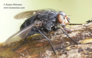 Calliphora subalpina/stelviana 3