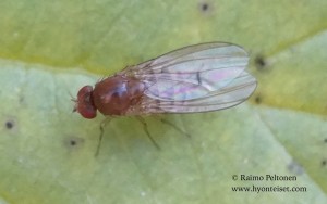 Drosophila immigrans 1