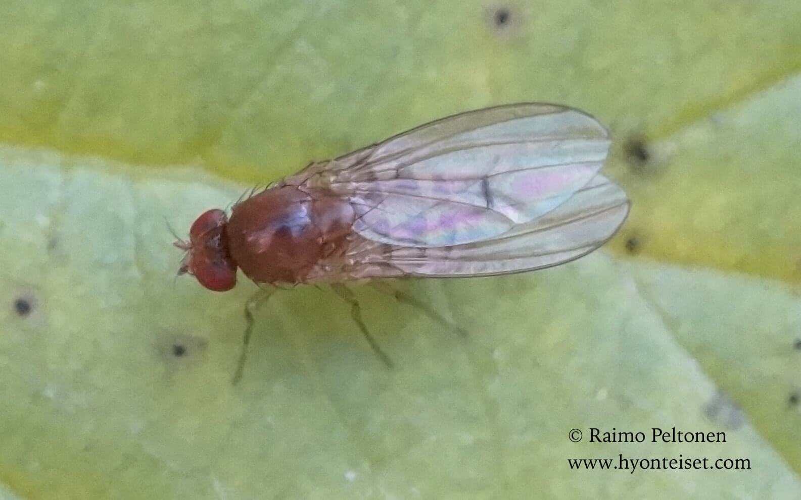 Drosophila immigrans (det. Juergen Peters), 26.9.2016 Jyväskylä