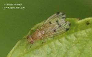 Meiosimyza decempunctata 1