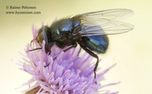Protophormia terraenovae 2