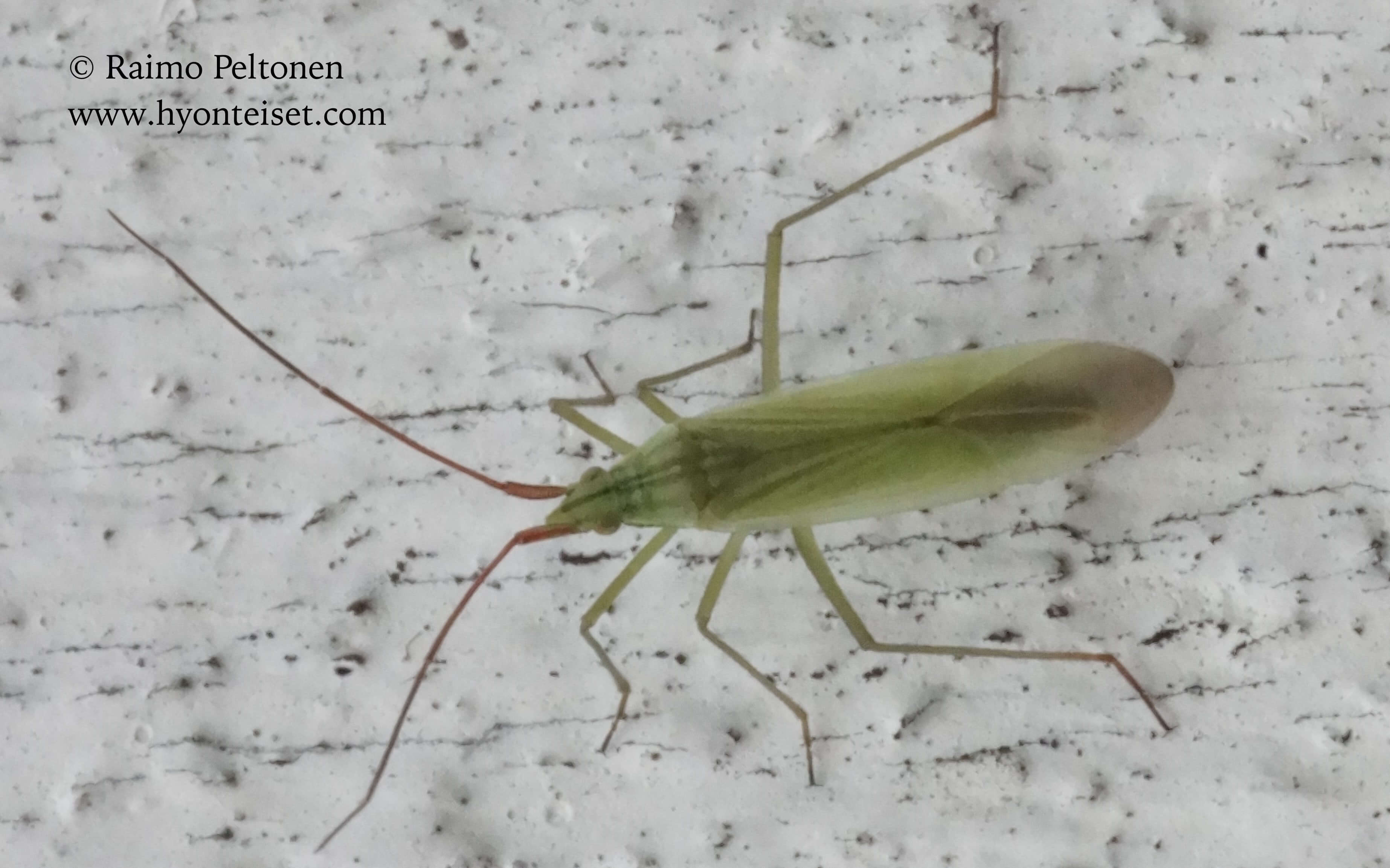 Trigonotylus caelistialium-halmekeilapää, 1.9.2016 Jyväskylä