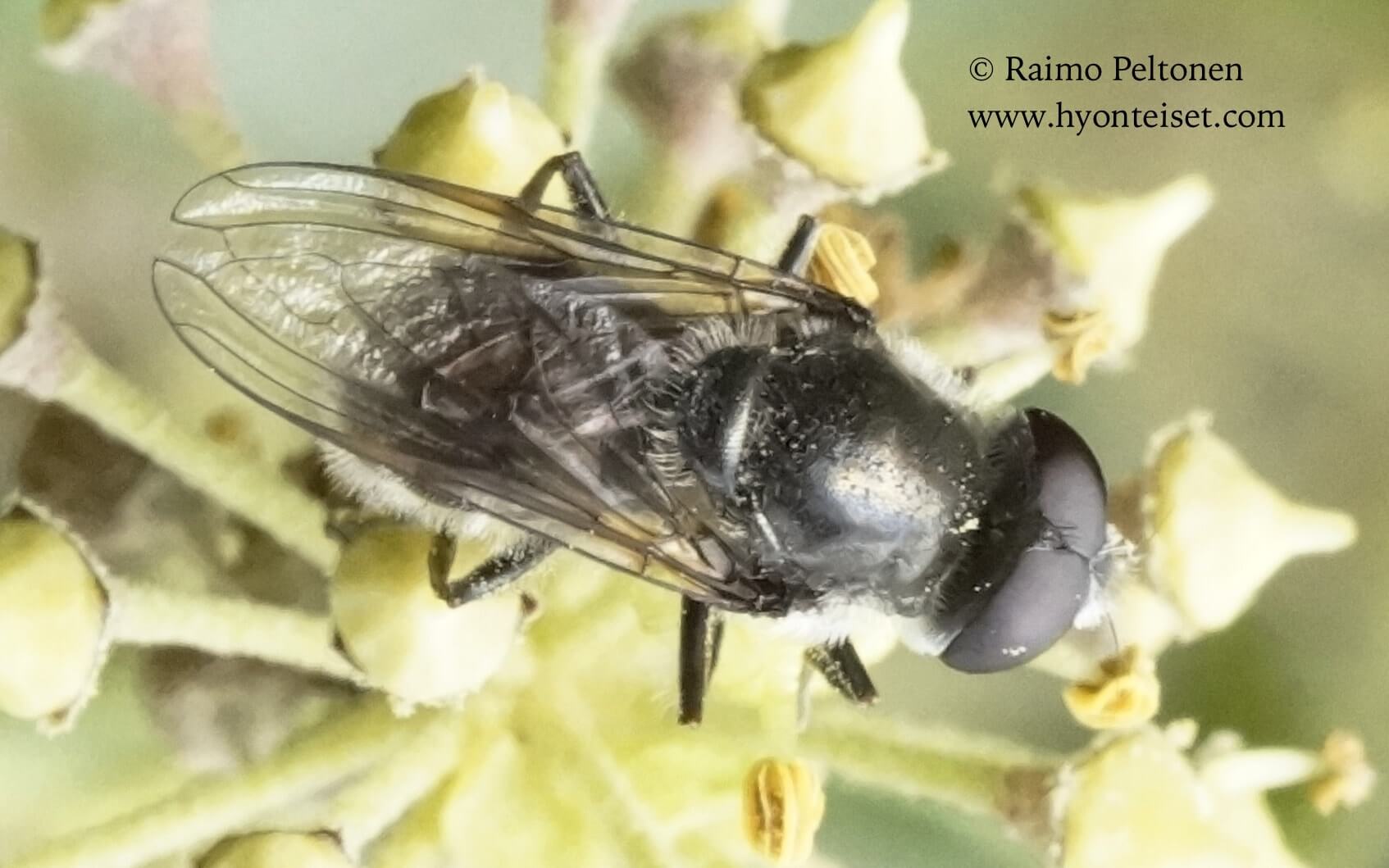 Cheilosia cf. caerulescens (Syrphidae) (det. Claudia Brueckner), 10.10.2016 ITALIA