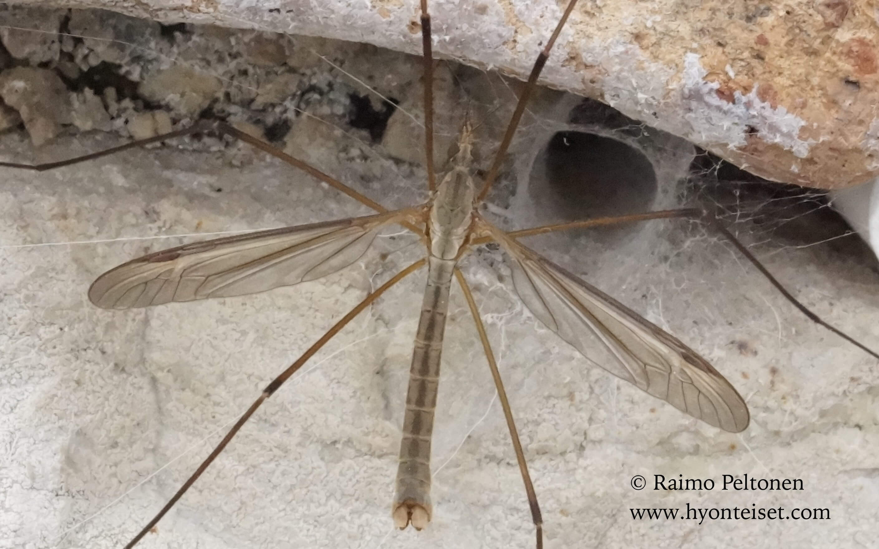 Tipula sp. (Tipulidae), 8.10.2016 ITALIA