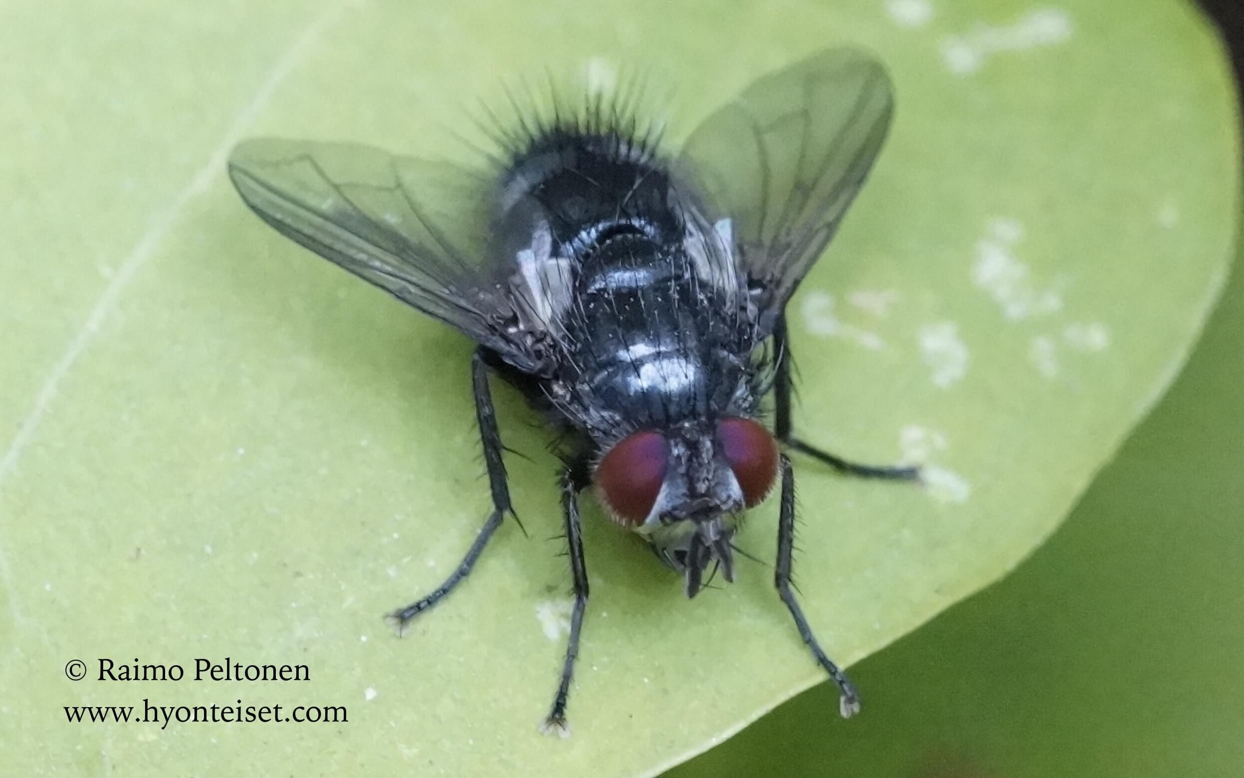 Epicampocera succincta (det. Stephane Lebrun), 16.9.2016 Jyväskylä