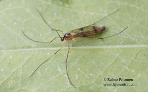 Leptomorphus forcipatus