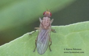 Morpholeria ruficornis 1
