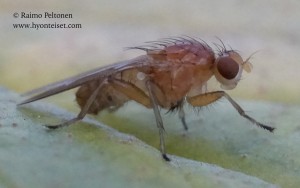 Suillia bicolor 2