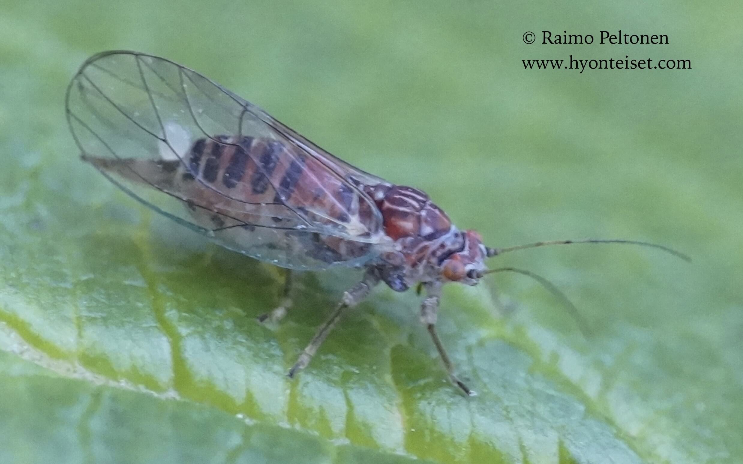 Cacopsylla pulchra (det. Guy Söderman), 18.9.2015 Jyväskylä