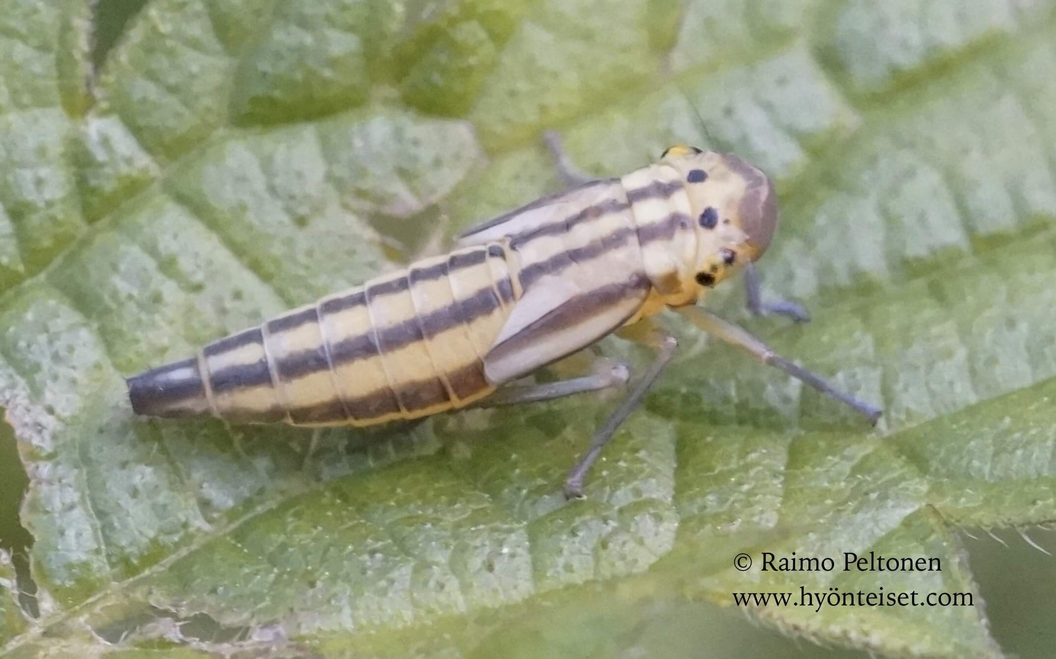Cicadella viridis, nymfi, 16.7.2016 Jyväskylä