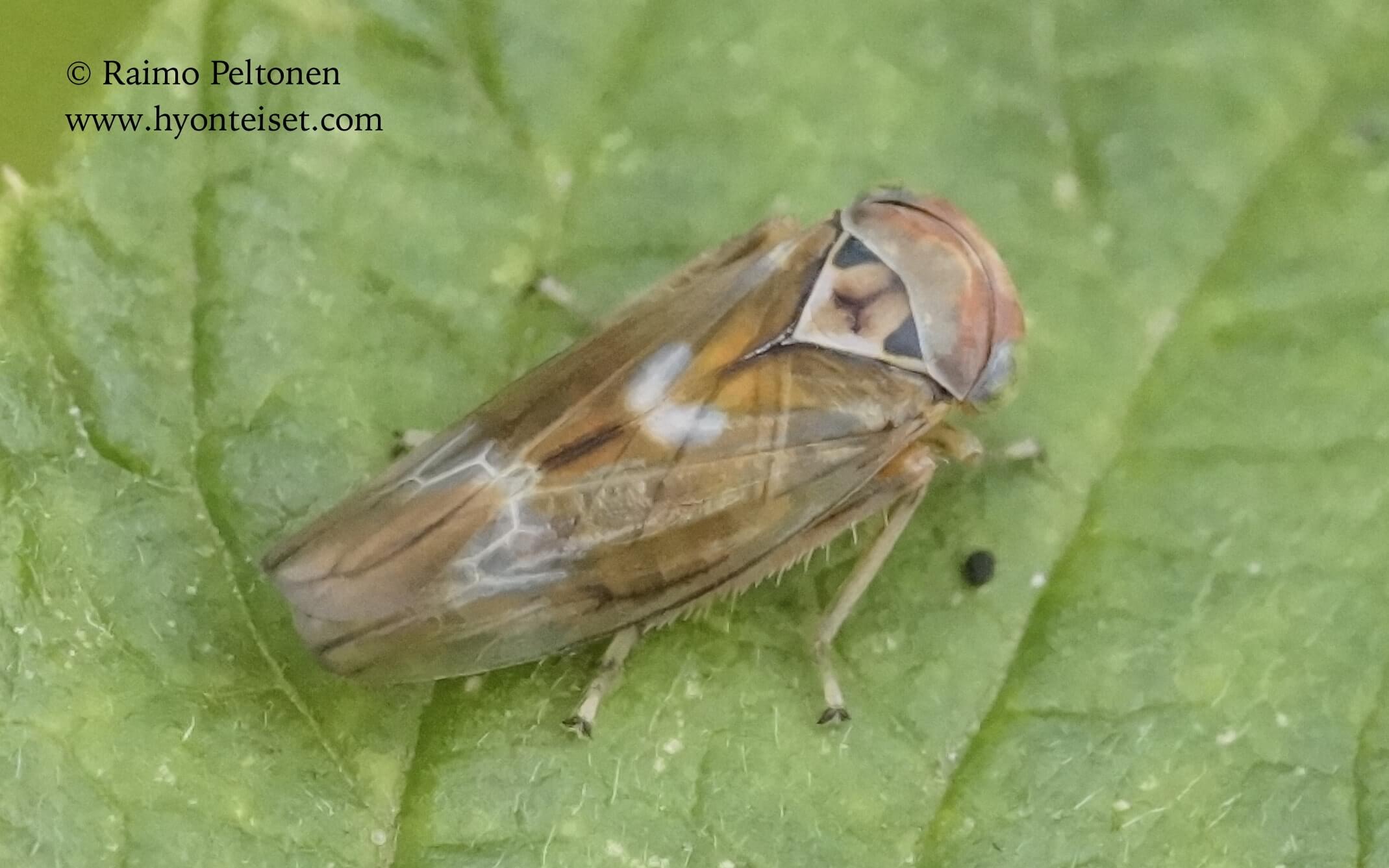 Populicerus laminatus (det. Guy Söderman), 26.8.2016 Jyväskylä