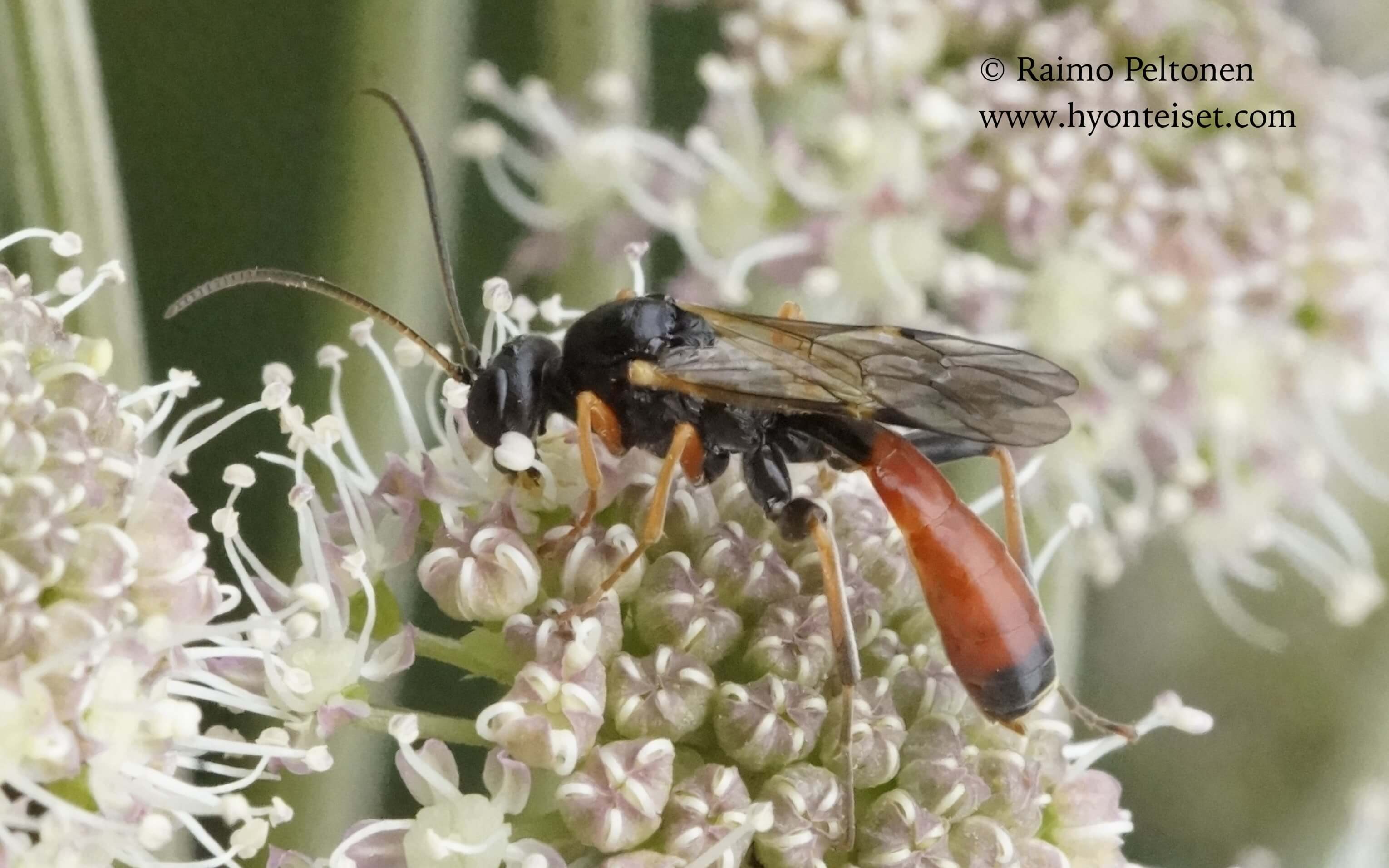 Tryphoninae sp.-piinuriahmanen (det. Reijo Jussila), 9.7.2016 Jyväskylä