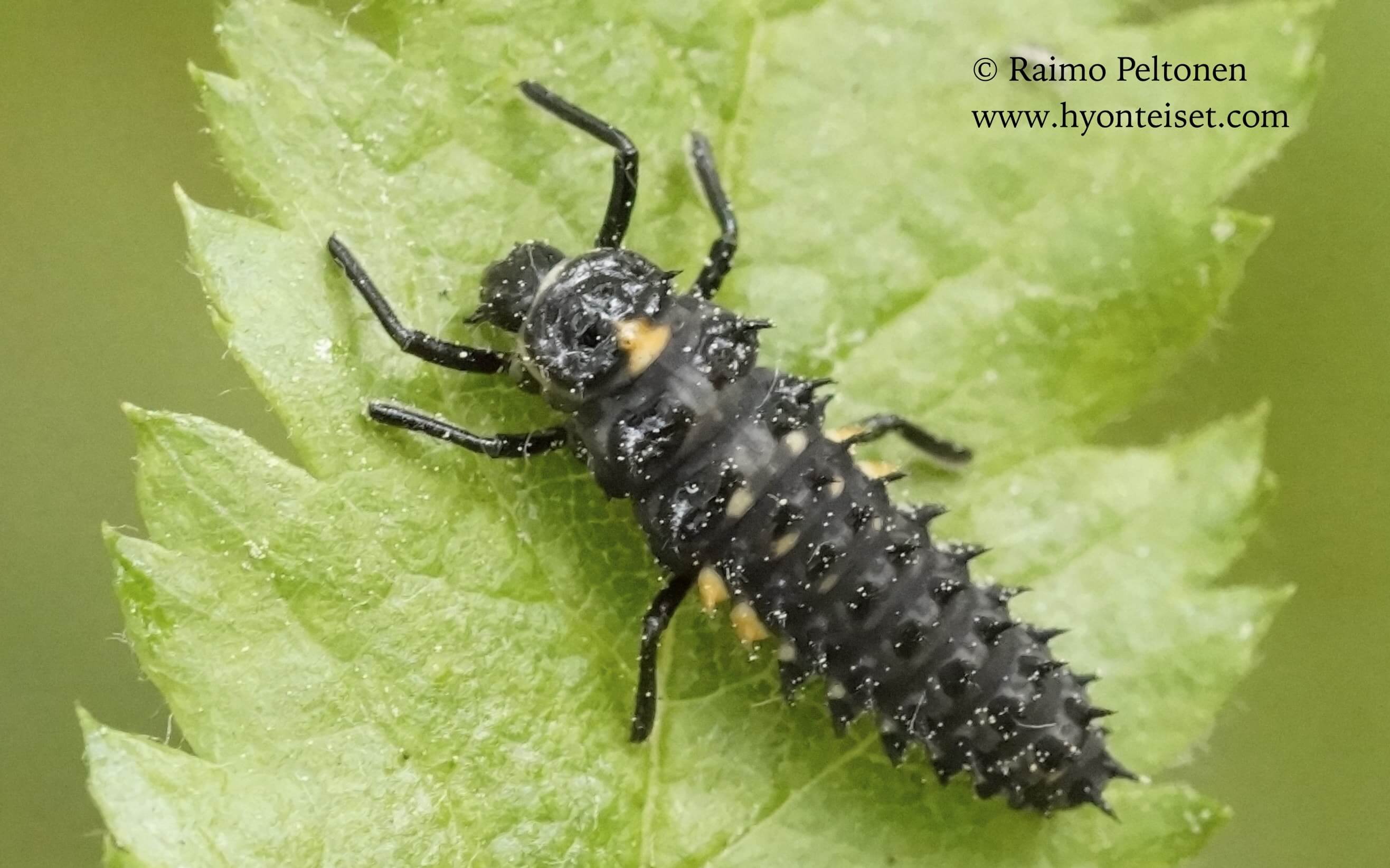 Anatis ocellata-isopirkko, toukka 14.6.2016 Jyväskylä