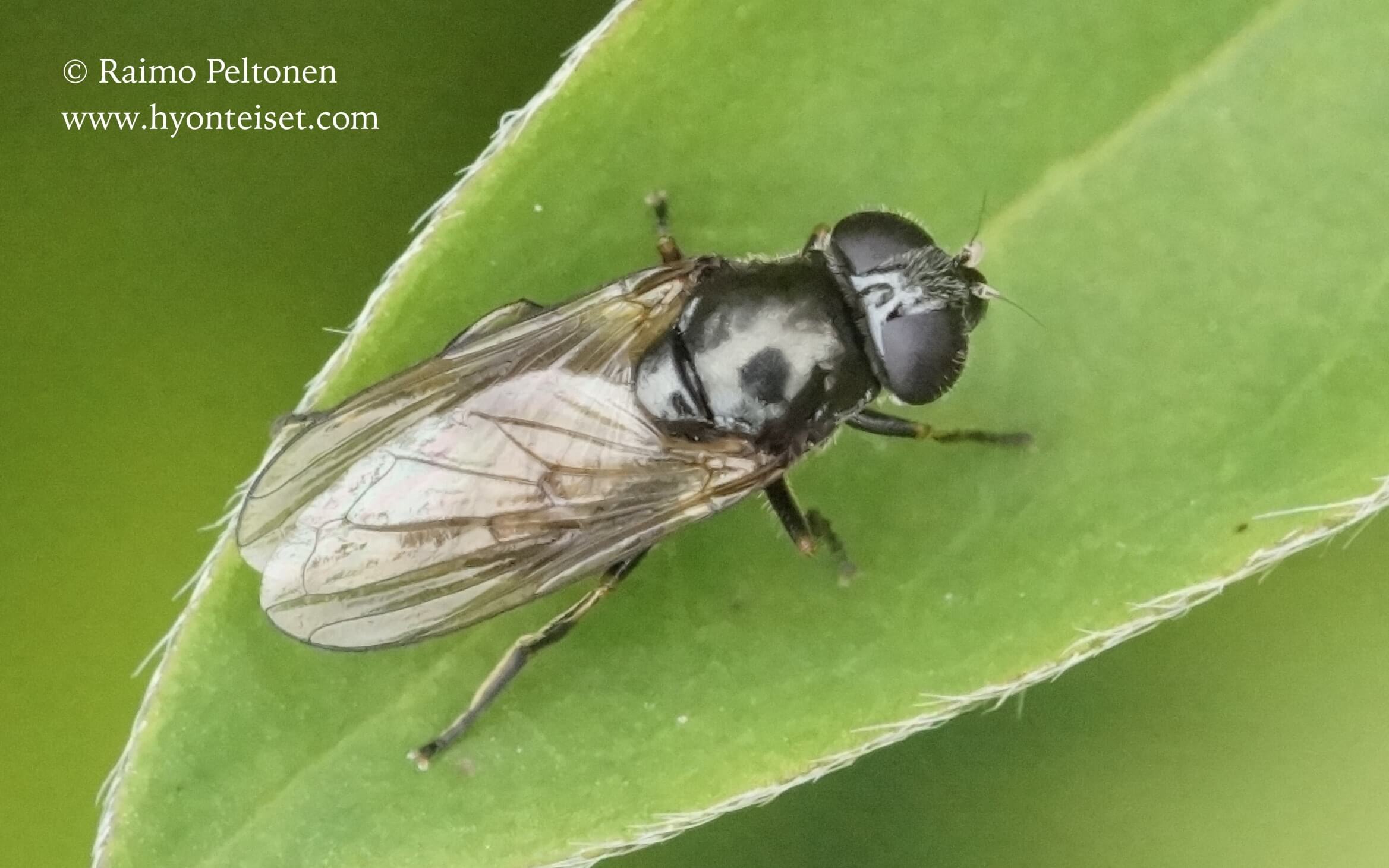 Cheilosia velutina-lattakeilanen, naaras (det. Antti Haarto), 22.6.2016 Jyväskylä