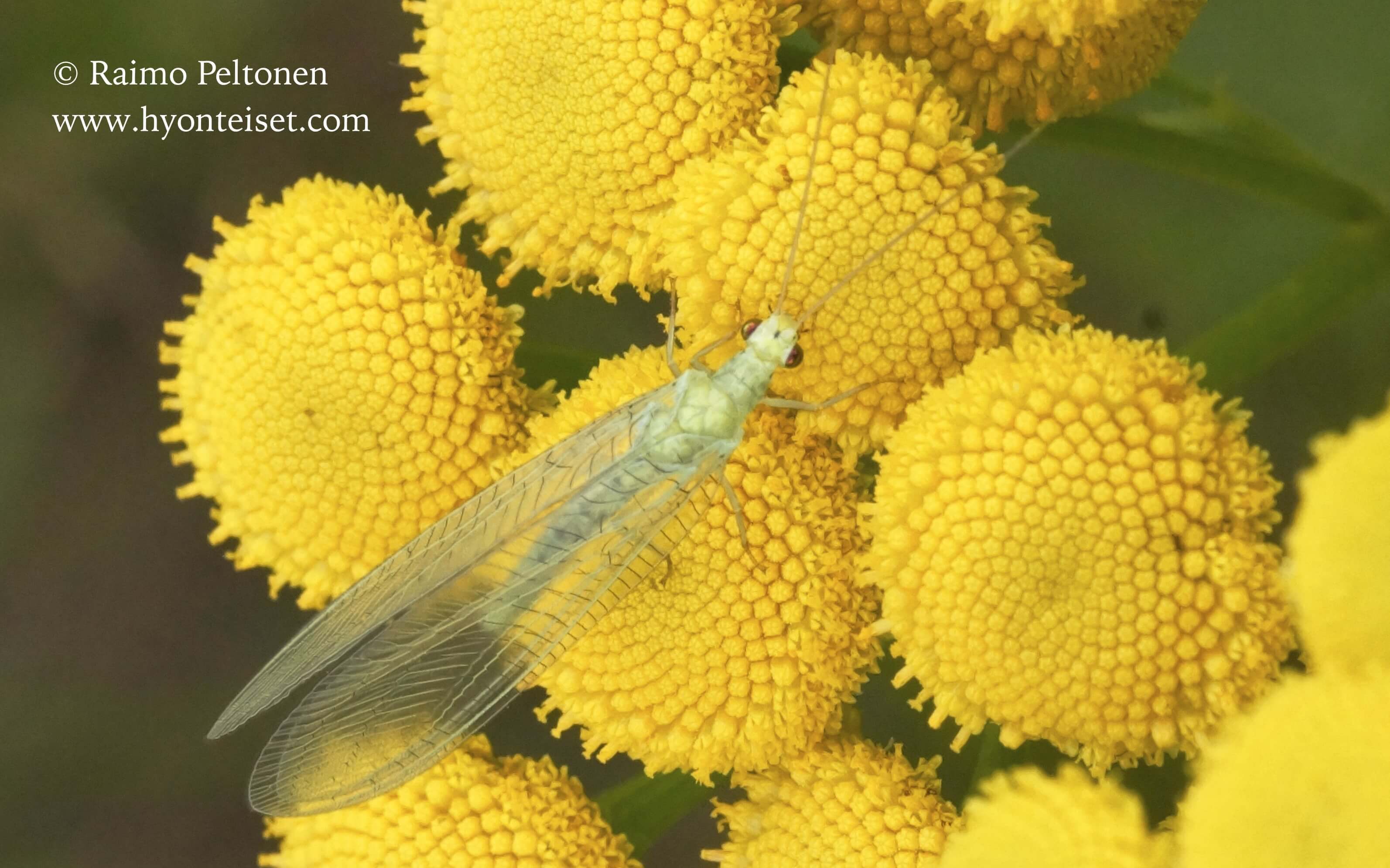Chrysopa pallens-ripsiharsokorento, 30.7.2015 Muurame