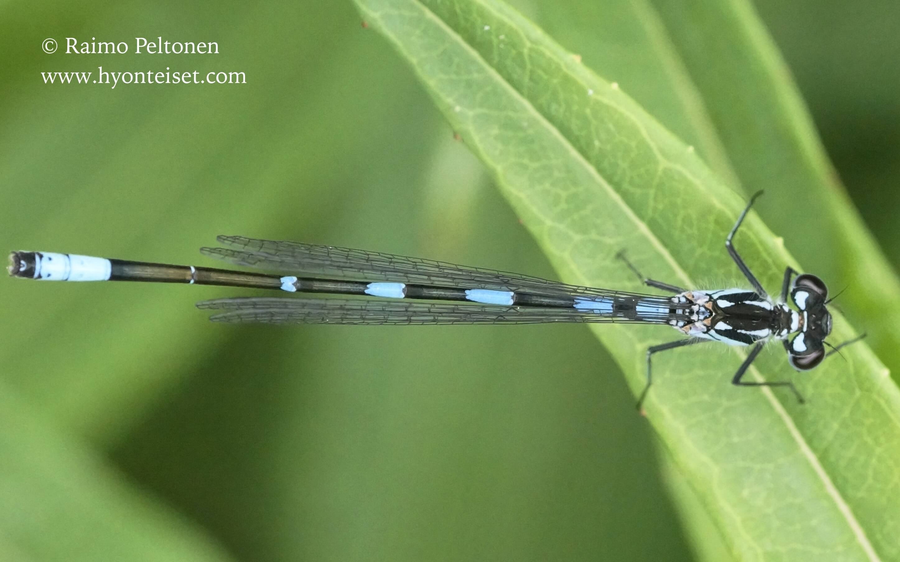 Coenagrion johanssoni-taigatytönkorento, koiras, 21.6.2015 Jyväskylä