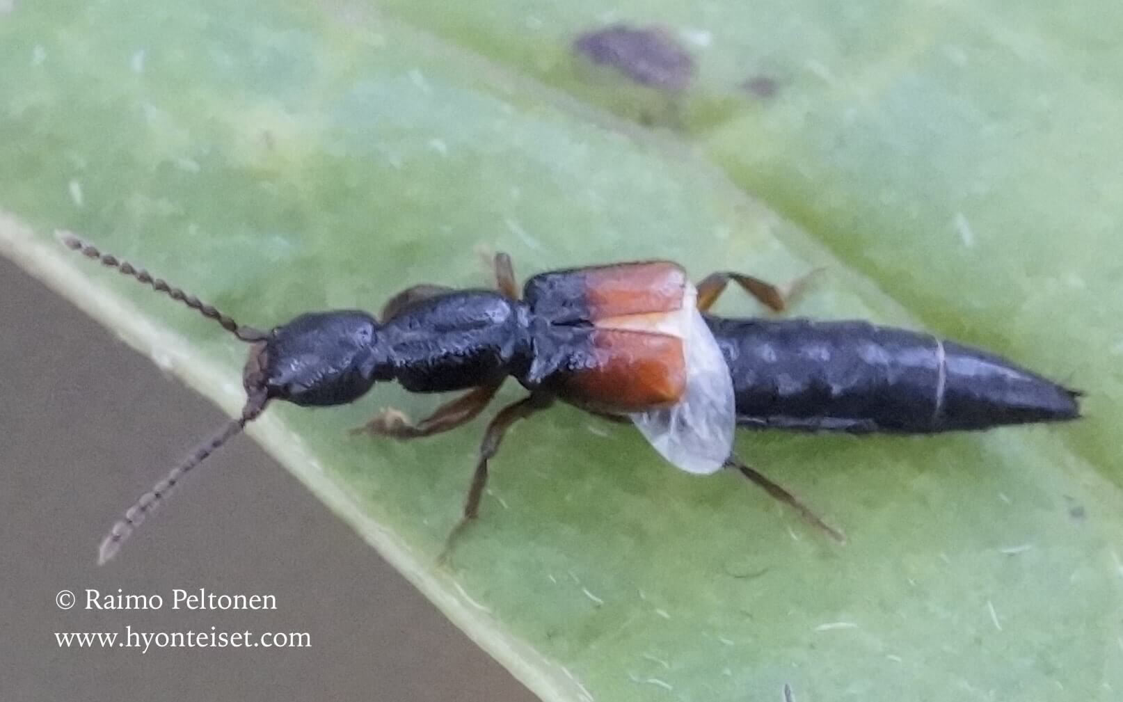 Lathrbium sp. (det. Juha Salokannel), 11.9.2016 Jyväskylä