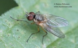 Pegomya sp. 2