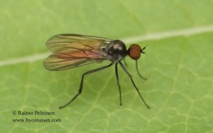 Bicellaria sp. 1