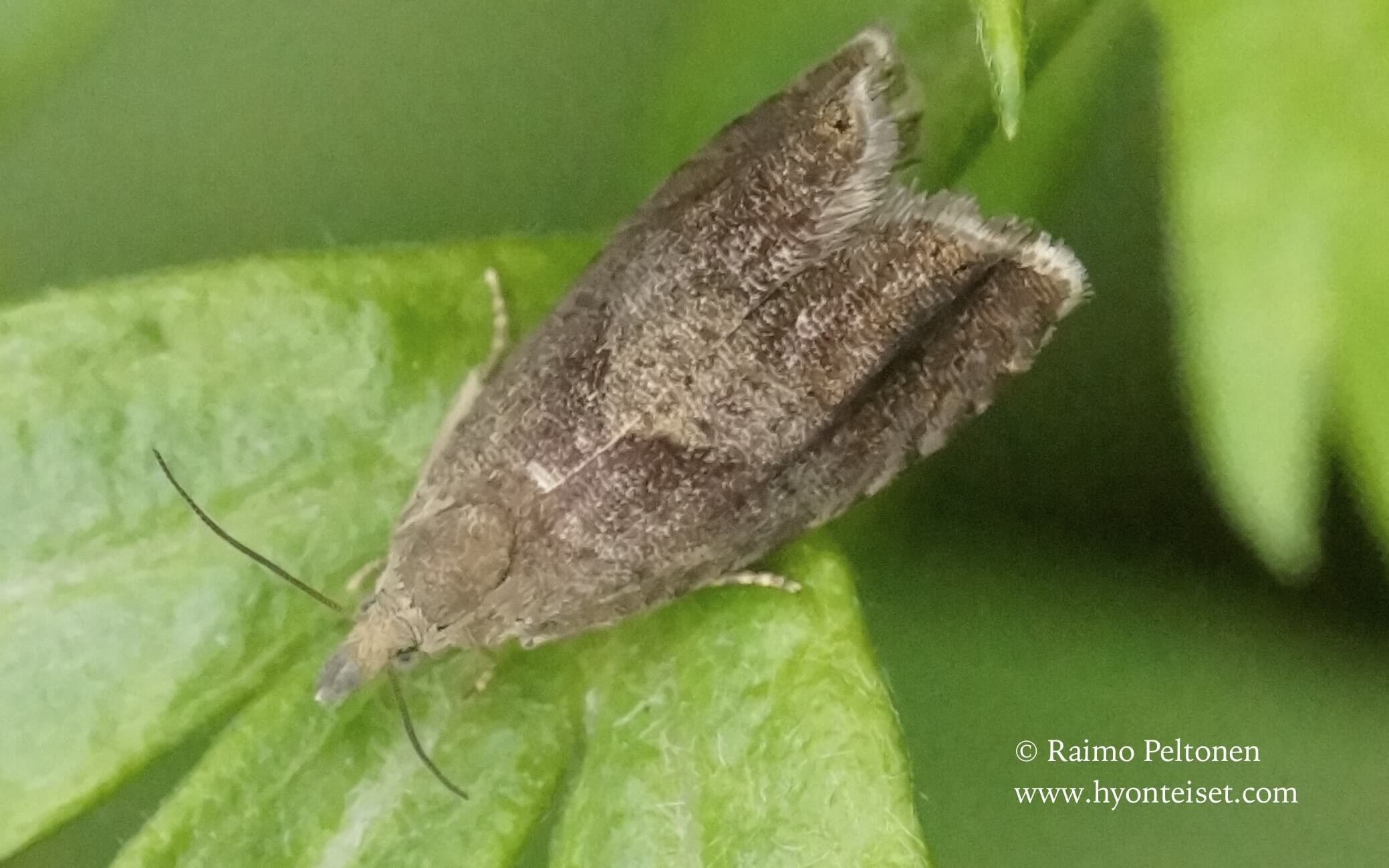 Dichrorampha simpliciana-pujokenttäkääriäinen (det. Ali Karhu), 7.8.2016 Jyväskylä