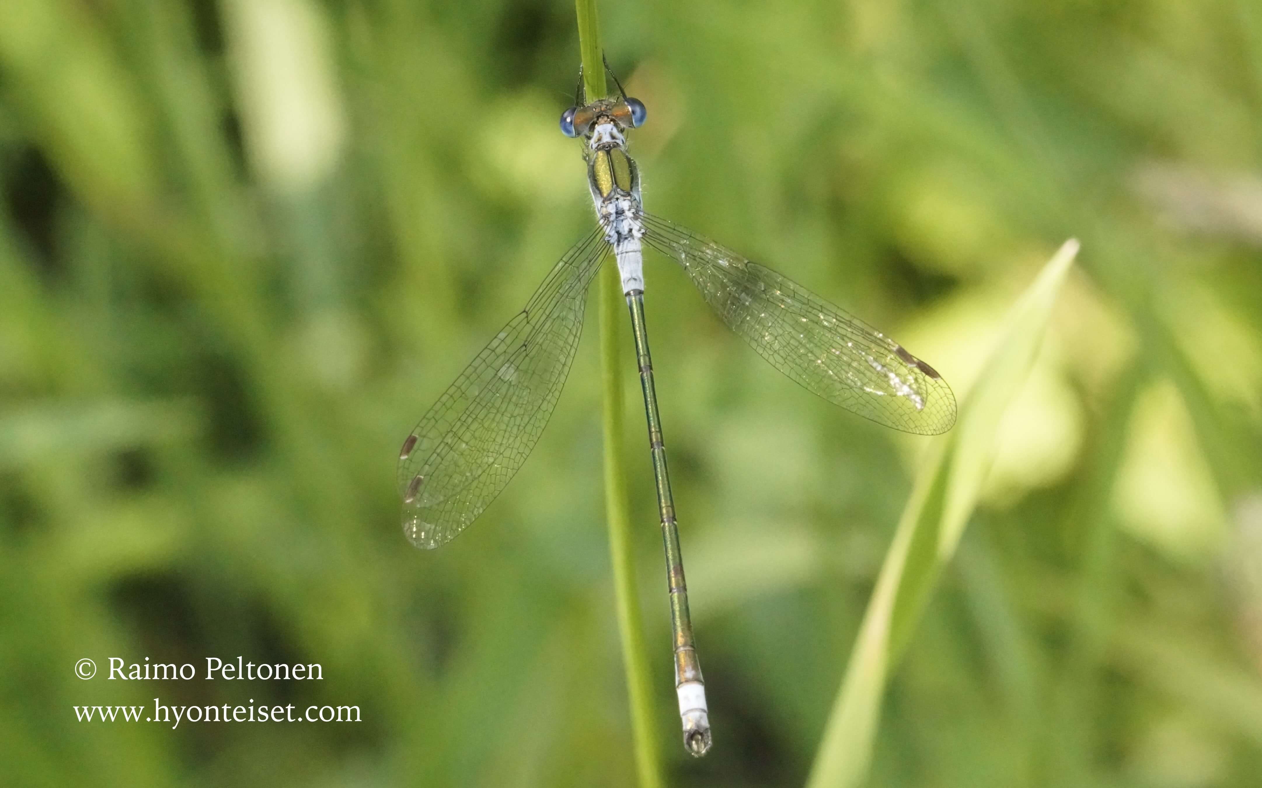 Lestes sponsa-sirokeijukorento, 24.7.2014 Jyväskylä