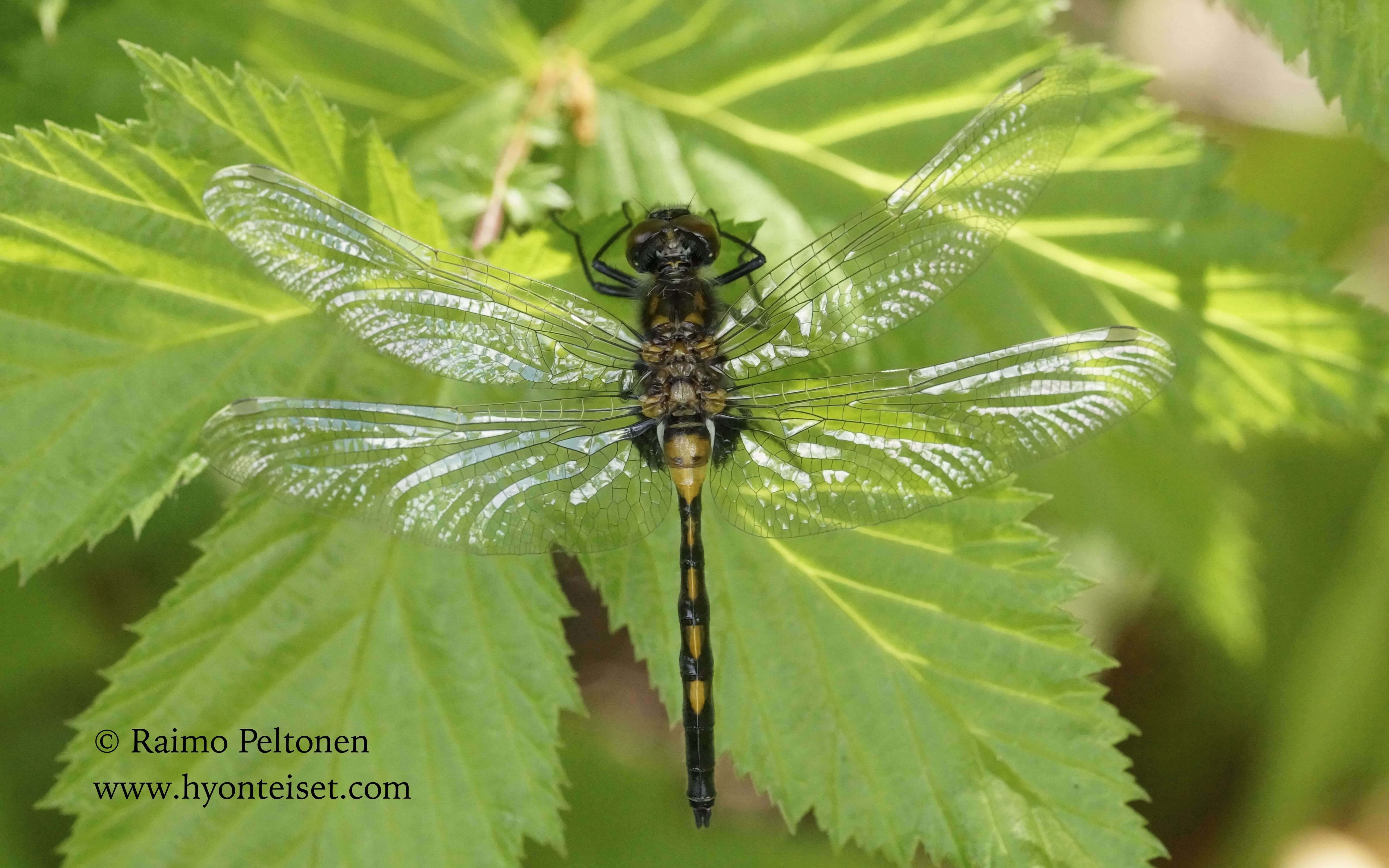 Leucorrhinia dubia-pikkulampikorento, 8.6.2015 Jyväskylä