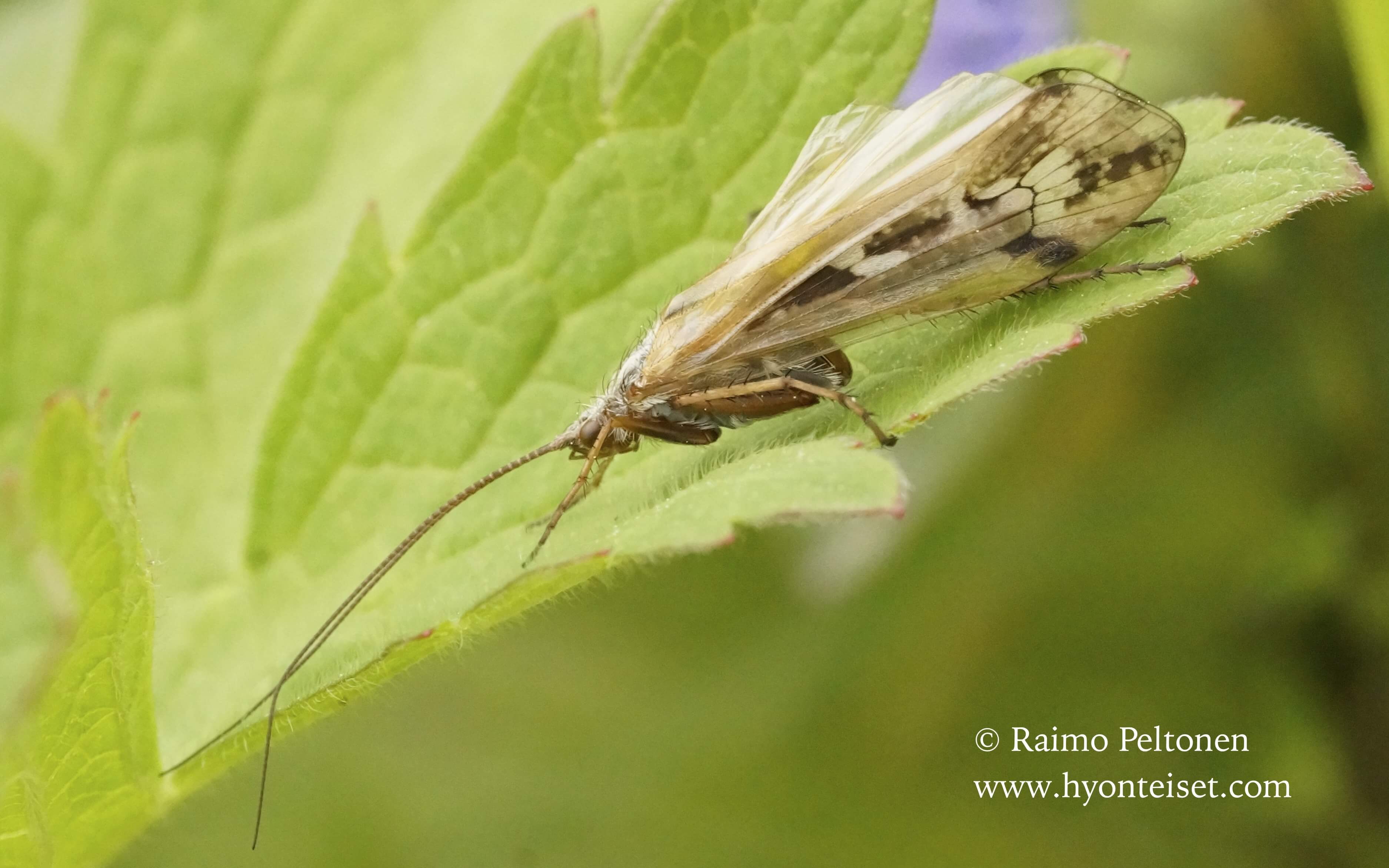 Limnephilus binotatus (det. Juha Salokannel), 17.6.2015 Jyväskylä