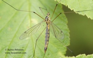Nephrotoma cornicina