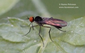 Rhamphomyia nigripennis group