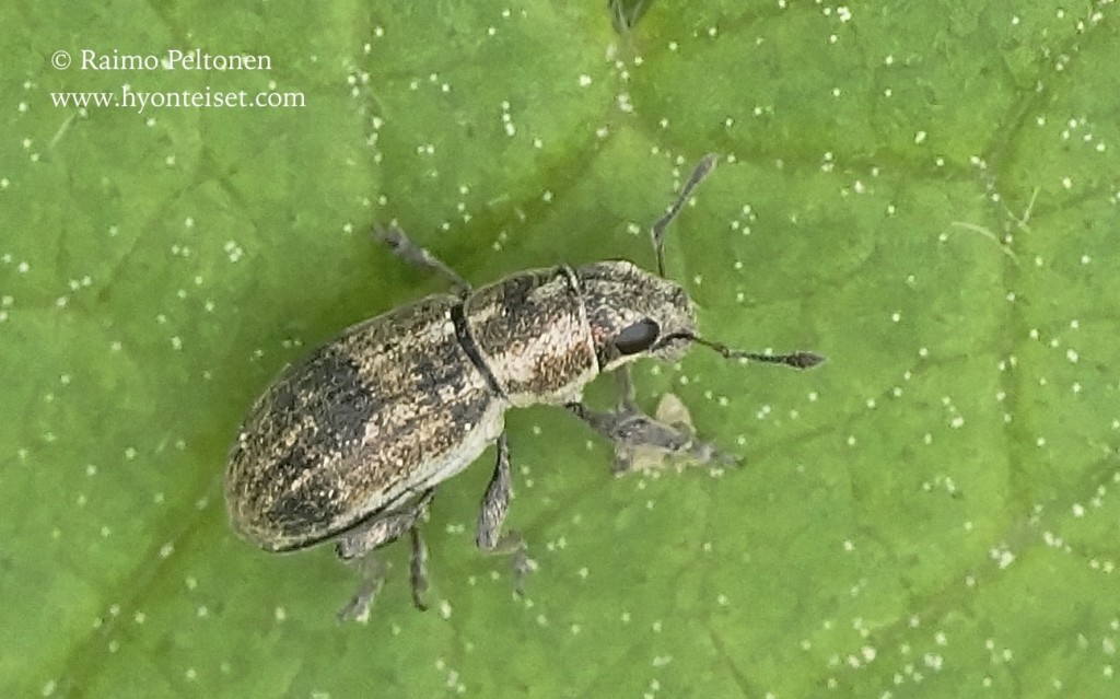 Sitona sp. HYÖNTEISKUVASTO