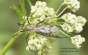 Tipula varipennis 1