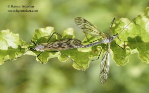 Tipula varipennis 2