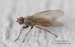 Heleomyza serrata 2