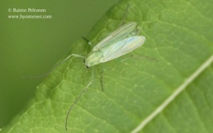 cf. Endochironomus sp.