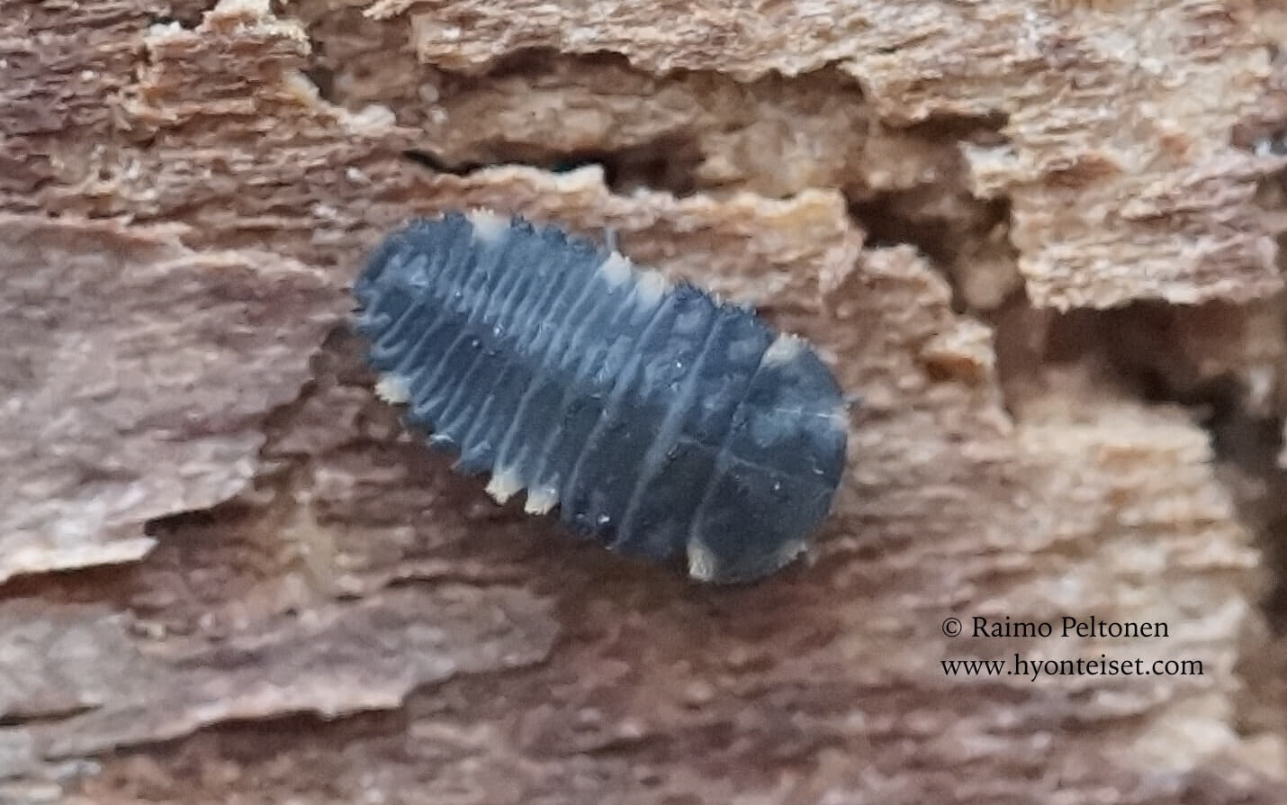 Endomychus coccineus, toukka (det. Tony Irwin), 28.4.2017 Jyväskylä